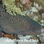 Southern Red Sea